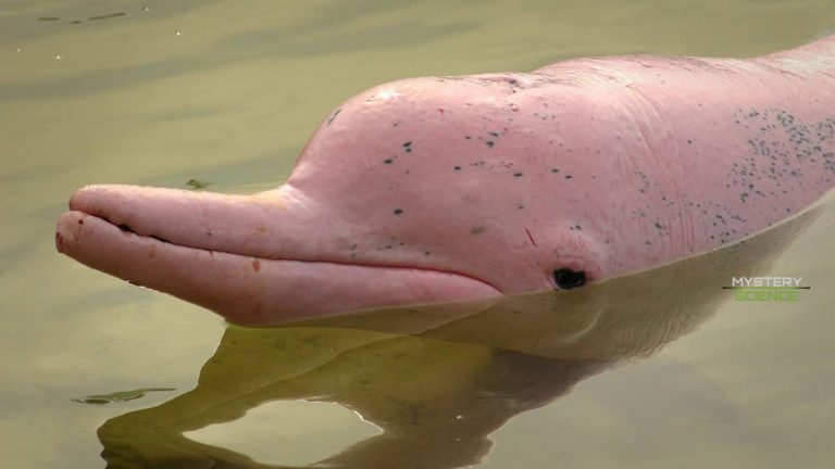 delfines del Amazonas están contaminados con mercurio