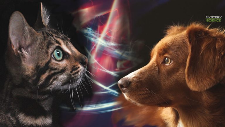 Perros y Gatos, protectores contra energías negativas