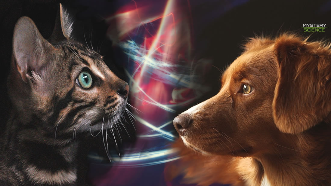 Perros y Gatos, protectores contra energías negativas