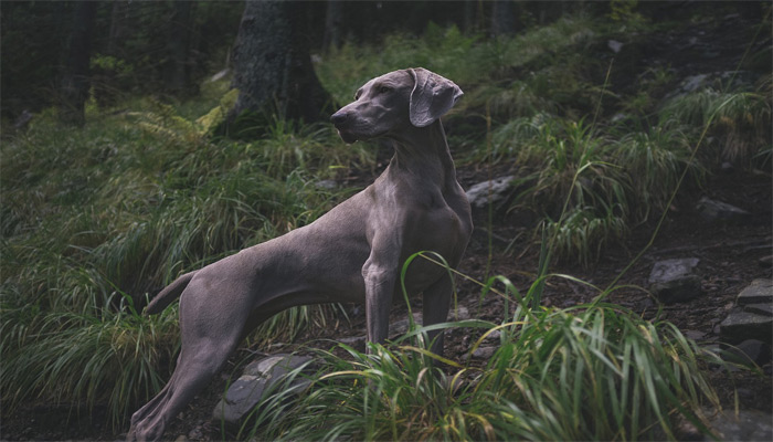 Los perros tienen la habilidad de percibir energías.