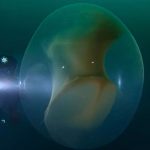 Buzos noruegos descubren un orbe translúcido que alberga a miles de crías de calamar