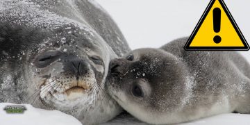 El deshielo del Ártico está propagando un virus mortal entre las criaturas marinas