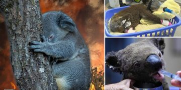 Cientos de koalas mueren por los devastadores incendios forestales de Australia