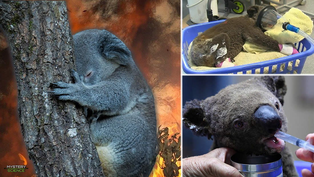 Cientos de koalas mueren por los devastadores incendios forestales de Australia