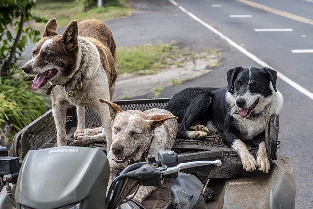 Las personas que cometan terribles actos contra los animales enfrentarán severas penas. 