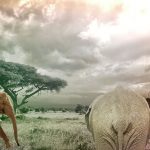 Los elefantes africanos podrían extinguirse en 20 años