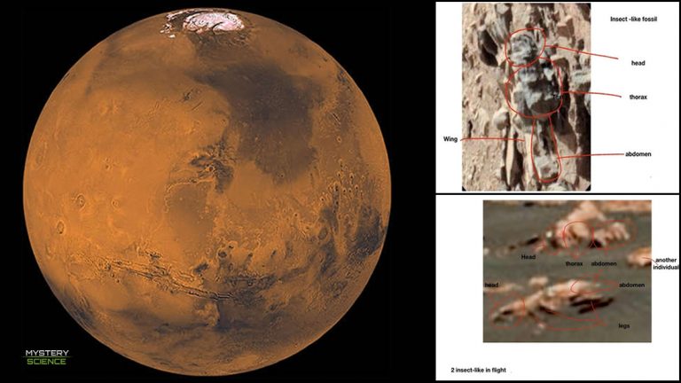 Fotografías muestran evidencia de que existe vida en Marte, afirma profesor universitario