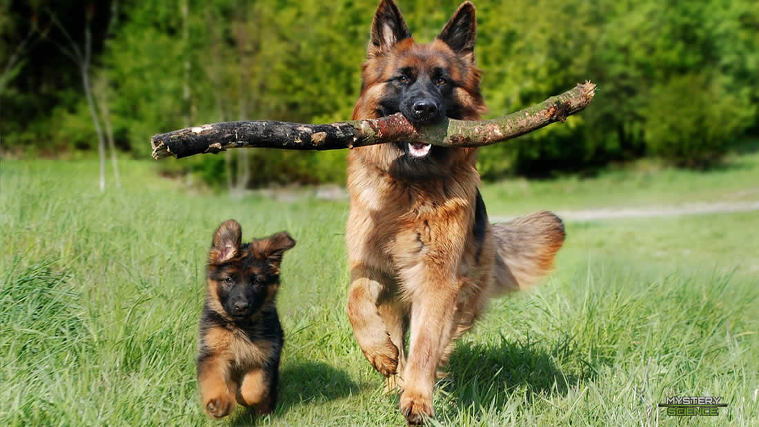 Convierta la edad de su perro en años humanos con esta nueva fórmula