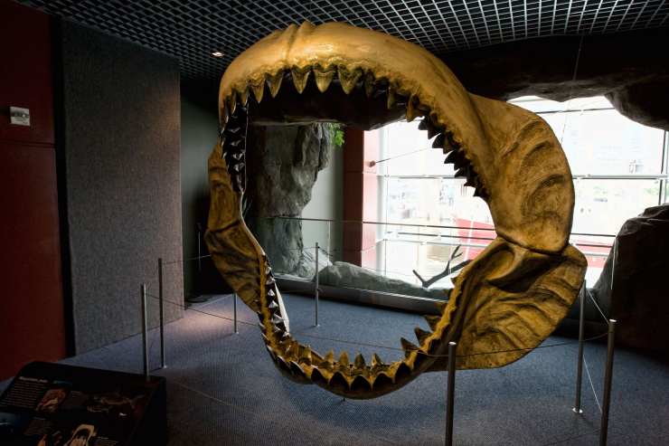 Mandíbulas de Megalodon