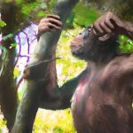 Descubren restos de un primate con 'piernas humanas' de casi 12 millones de años