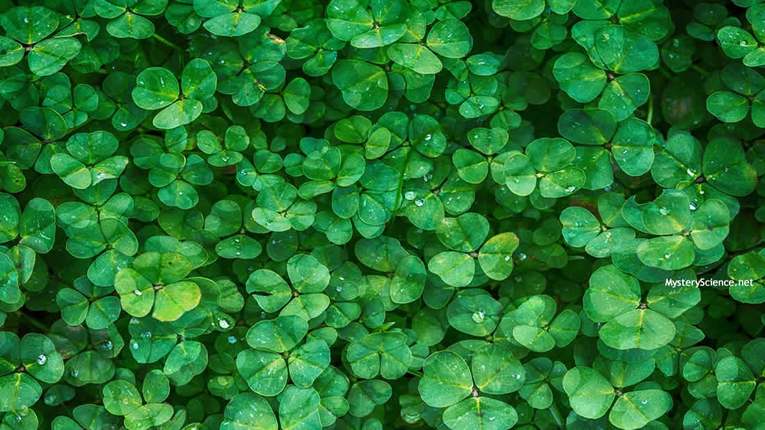 Las plantas podrían emitir sonidos cuando están bajo estrés