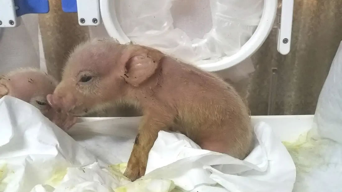 Nacen los primeros híbridos de cerdo y mono en China