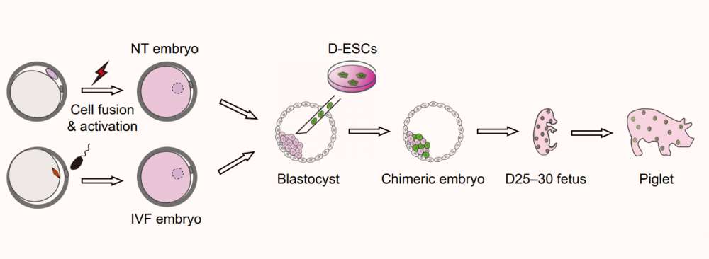 Generación y análisis de embriones quimeras de primates porcinos