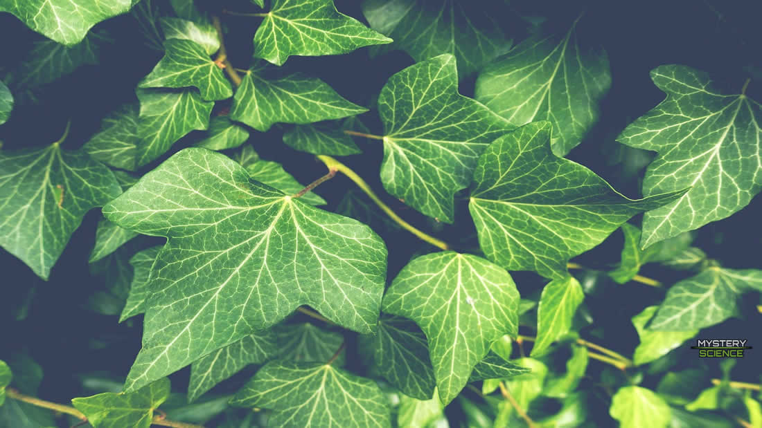 Las plantas podrían emitir sonidos cuando están bajo estrés, revela estudio científico