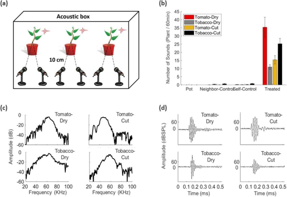 Las plantas emiten sonido cuando se estresan