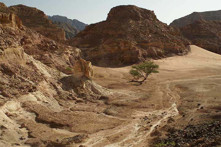 Árbol de Acacia en el desierto del Sinaí