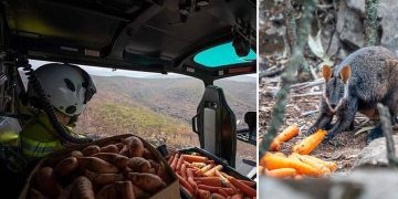 Lanzan verduras desde helicópteros en Australia para alimentar a los animales