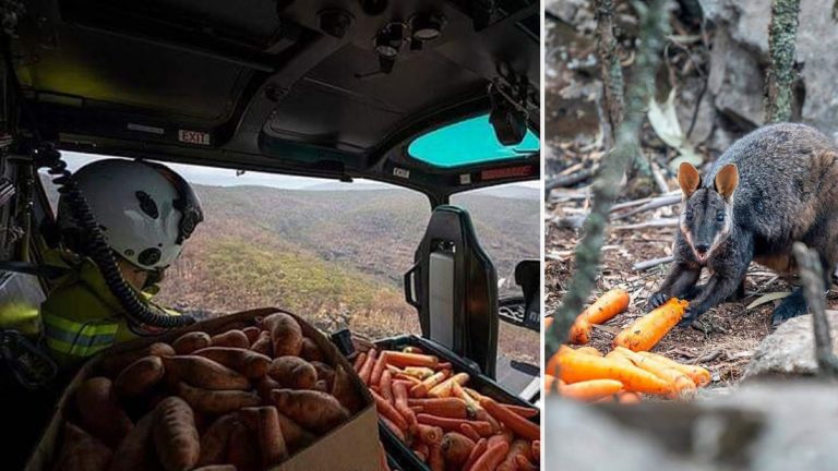 Lanzan verduras desde helicópteros en Australia para alimentar a los animales