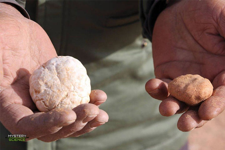 Hongo comestible del desierto de Libia, llamado «Maná del cielo»