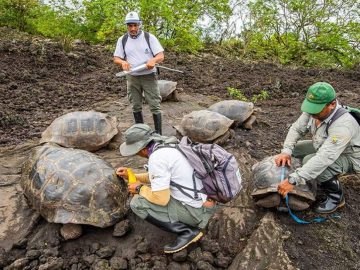 Hallan en las Islas Galápagos 30 tortugas híbridas de dos especies consideradas extintas