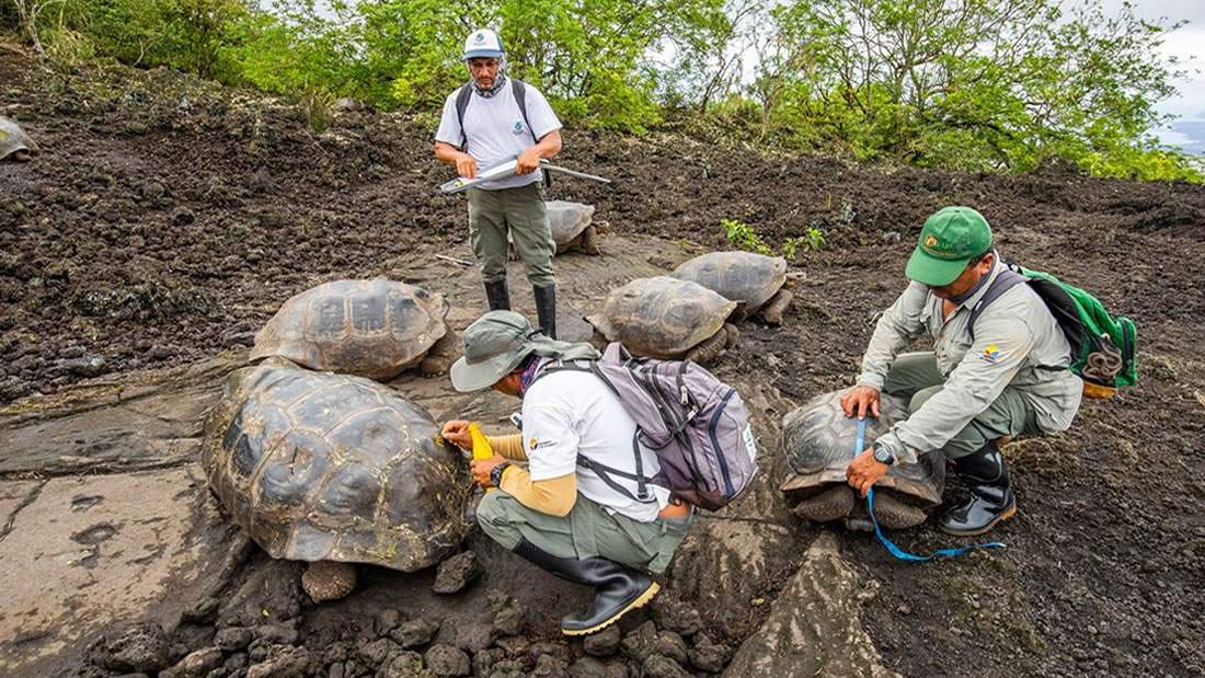 Hallan en las Islas Galápagos 30 tortugas híbridas de dos especies consideradas extintas