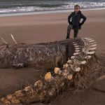 Hallan un enorme esqueleto en una playa de Escocia