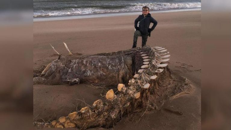 Hallan un enorme esqueleto en una playa de Escocia