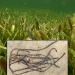 Fósil de alga de hace mil millones de años es pariente del ancestro de todas las plantas terrestres
