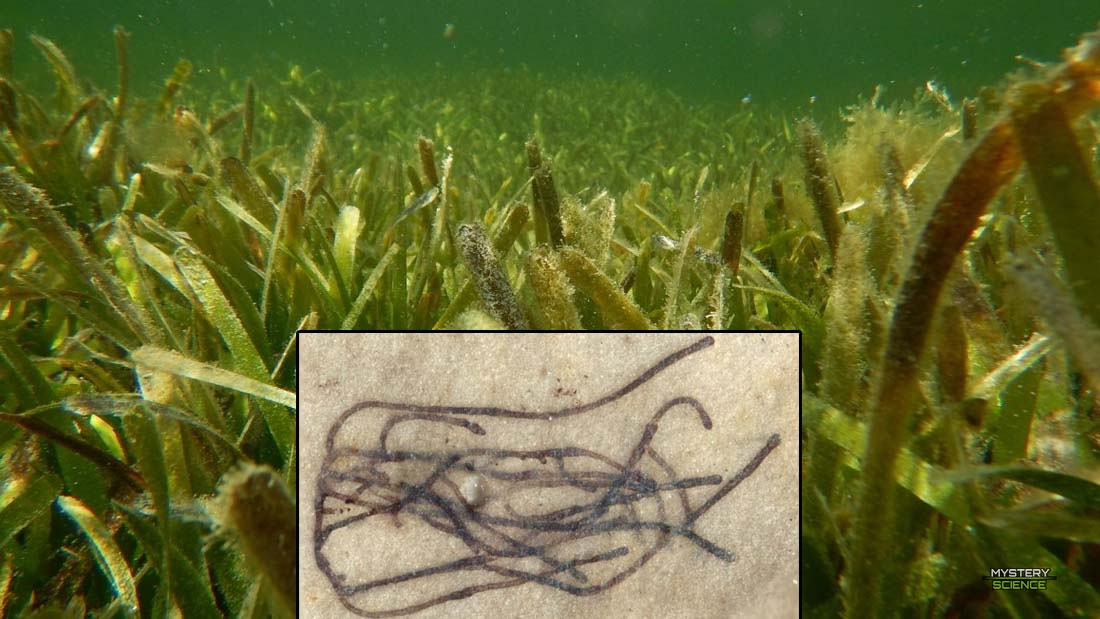 Fósil de alga de hace mil millones de años es pariente del ancestro de todas las plantas terrestres