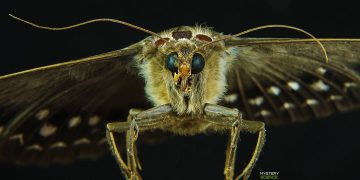 Liberan insectos modificados genéticamente en un campo abierto