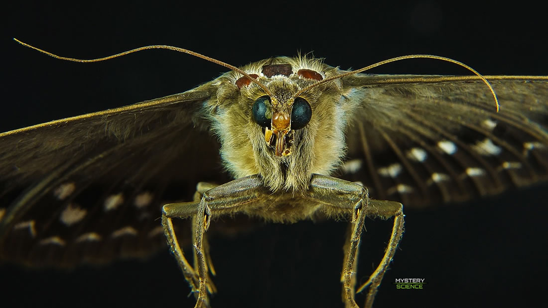 Liberan insectos modificados genéticamente en un campo abierto