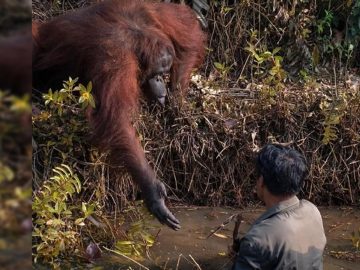 Orangután ofrece ayuda a un hombre que estaba en un río infestado de serpientes