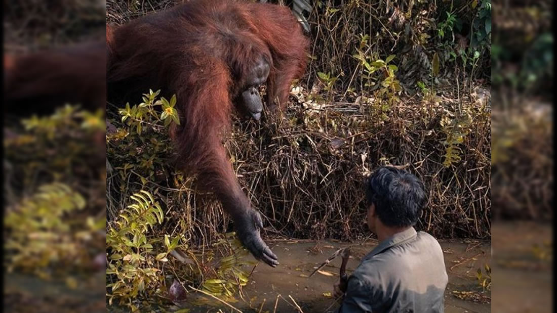 Orangután ofrece ayuda a un hombre que estaba en un río infestado de serpientes