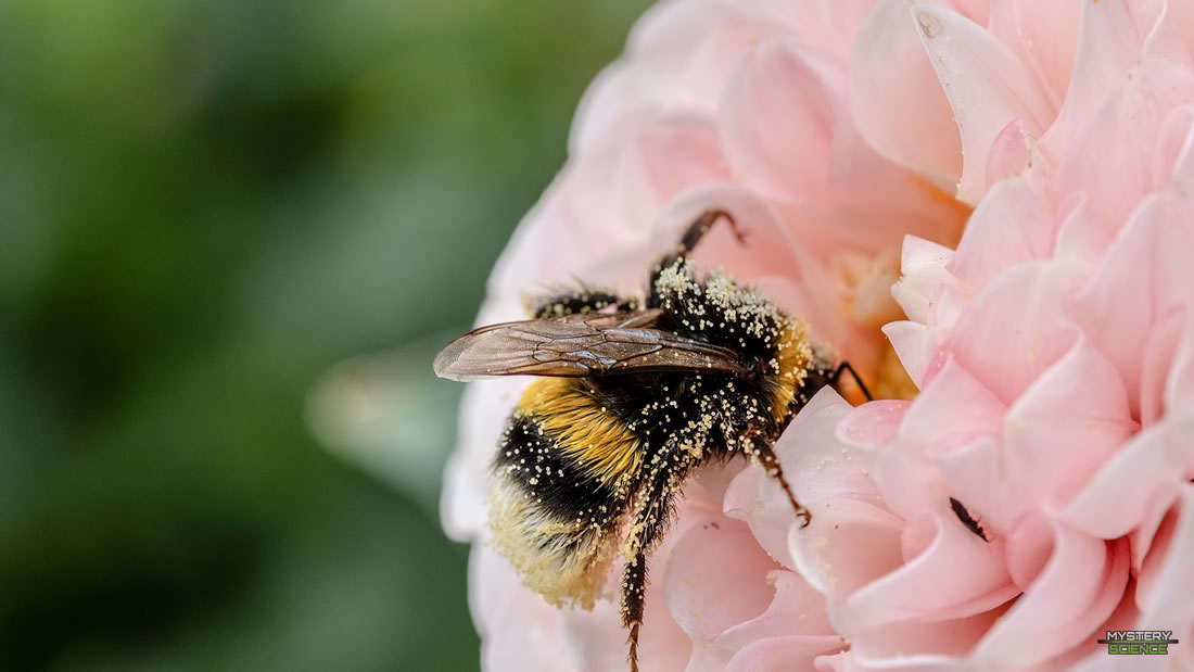 Científicos advierten sobre catastróficas consecuencias de la extinción de insectos