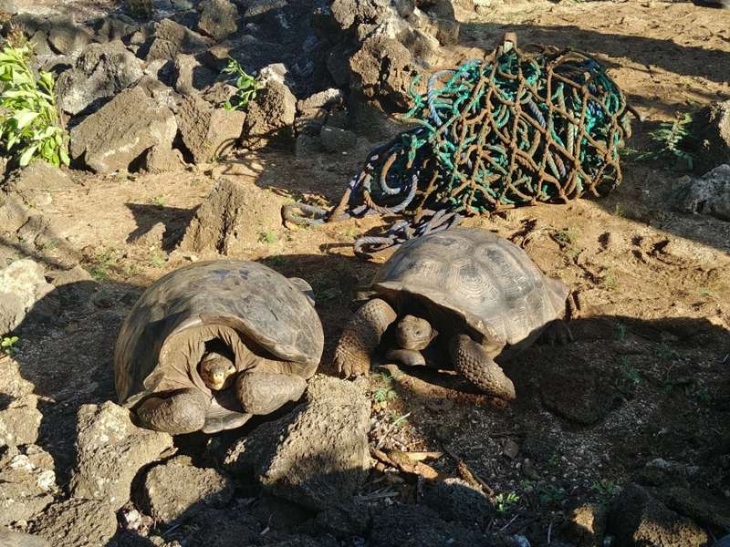 Hallan en las Islas Galápagos tortugas consideradas extintas