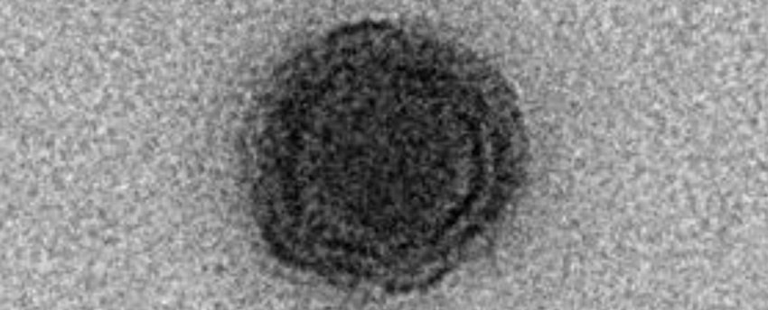 Yaravirus