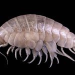 Hallan nueva especie marina en el lugar más profundo de la Tierra con plástico en su intestino