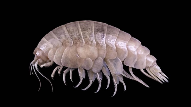 Hallan nueva especie marina en el lugar más profundo de la Tierra con plástico en su intestino