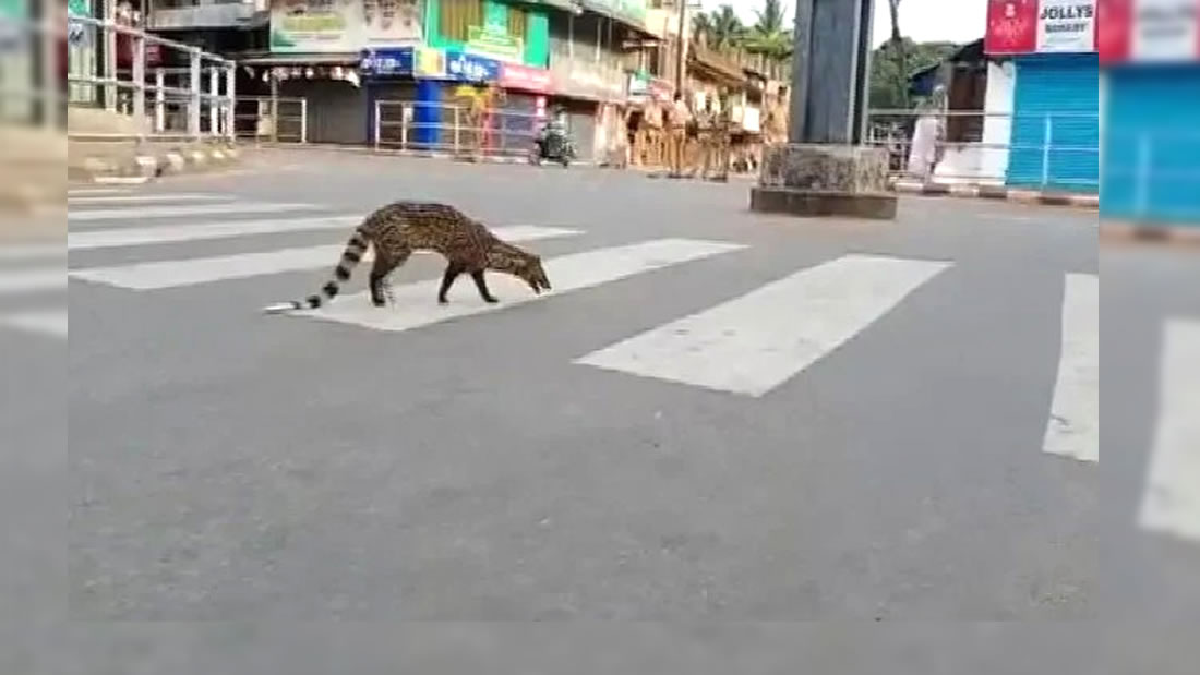 Reaparece un animal que se creía extinto durante la cuarentena en India