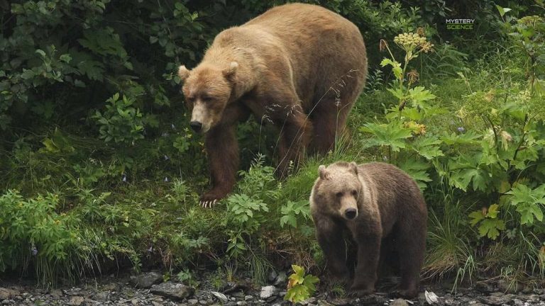 Los osos están despertando de su hibernación un mes antes de lo esperado
