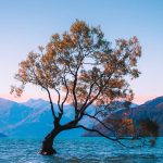 Vándalos destrozan el árbol más emblemático de Nueva Zelanda