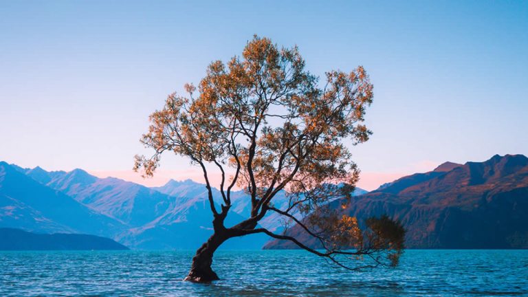 Vándalos destrozan el árbol más emblemático de Nueva Zelanda