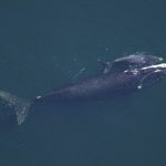 Islanda suspende la caza de ballenas durante este año