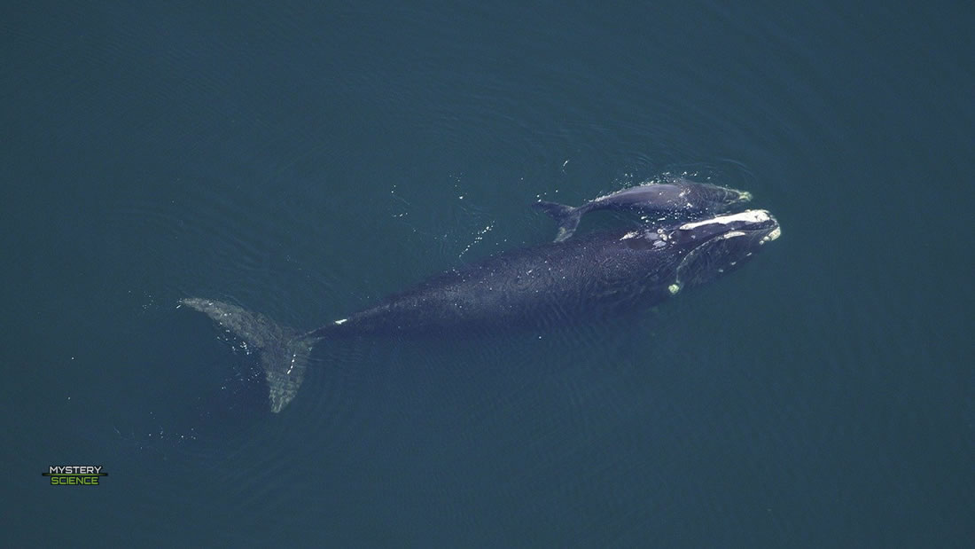 Islanda suspende la caza de ballenas durante este año