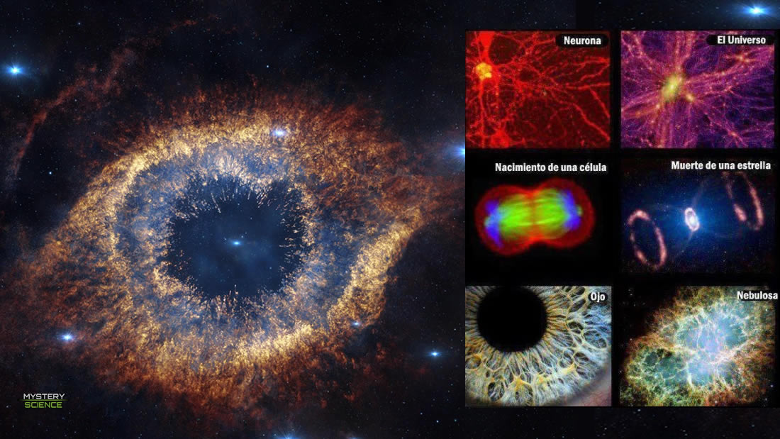 El Universo es un gran organismo viviente