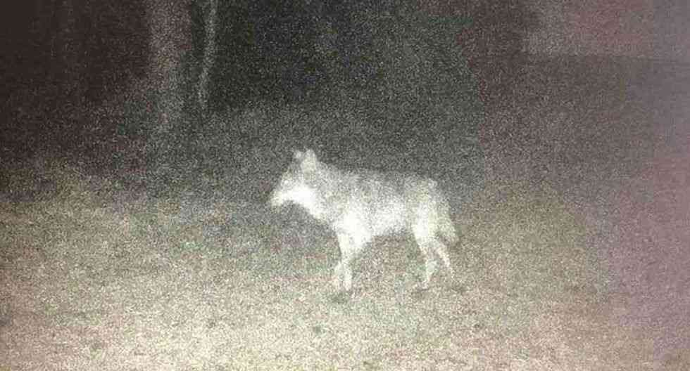 Lobo extinto visto en Francia