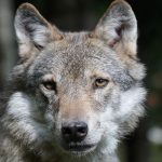 Avistan un lobo en el norte de Francia por primera vez en más de 100 años