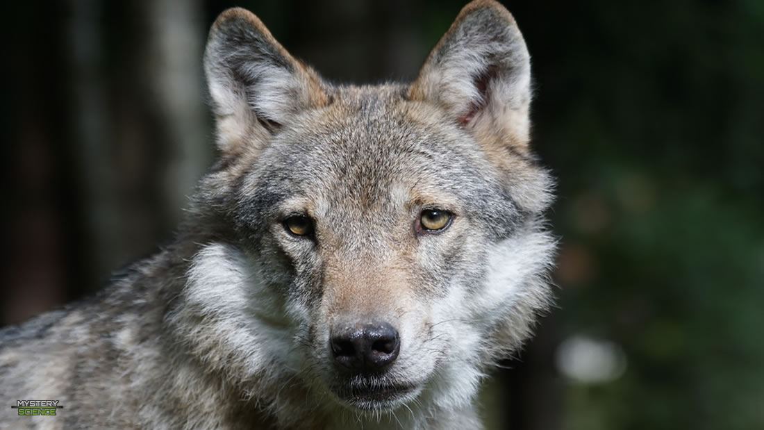 Avistan un lobo en el norte de Francia por primera vez en más de 100 años