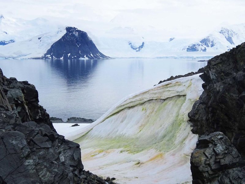 Algas nevadas multicolores