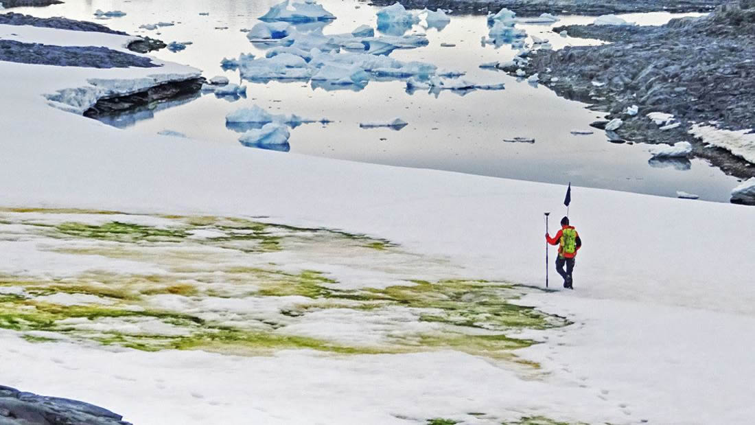 La nieve de la Antártida se está volviendo verde